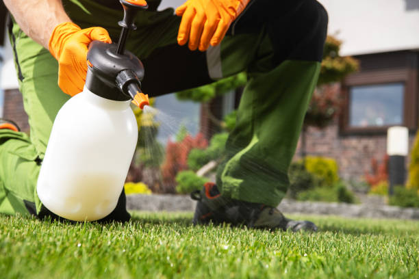 Best Flea Control Services  in Cross Mountain, TX
