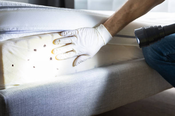 Flea Control Services in Cross Mountain, TX