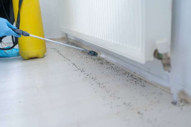 Best Pest Prevention Services  in Cross Mountain, TX