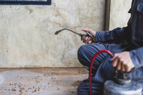 Best Rat Extermination Near Me  in Cross Mountain, TX